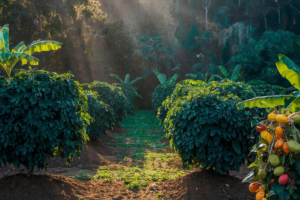 A imagem ilustra um sistema agroflorestal onde corredores de café são cultivados de forma intercalada com árvores frutíferas, como bananeiras, mangueiras e abacateiros. Esse arranjo demonstra a integração harmoniosa entre a produção agrícola e a preservação ambiental, promovendo biodiversidade, regeneração do solo e microclima favorável ao desenvolvimento das culturas. Ao fundo, a paisagem transita gradualmente para uma floresta nativa, evidenciando a conexão entre o cultivo sustentável e a conservação dos ecossistemas naturais. A finalidade da imagem é destacar os benefícios da agrofloresta como um modelo produtivo resiliente, que alia rentabilidade econômica à manutenção dos serviços ecossistêmicos.